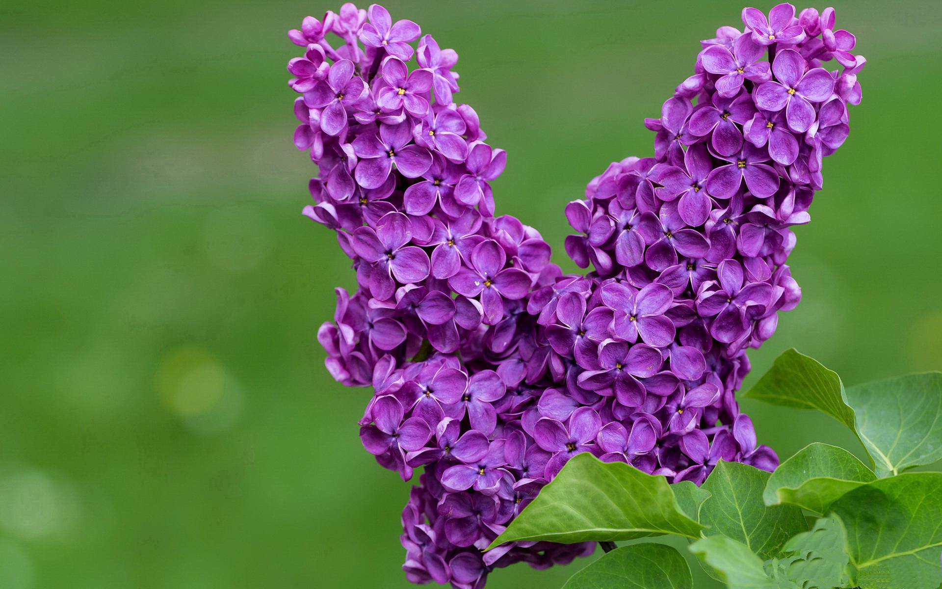 星空体育娱乐-卢森堡队在足球比赛中取得惊人胜利，几几年之前卢森堡一直在德国人手中