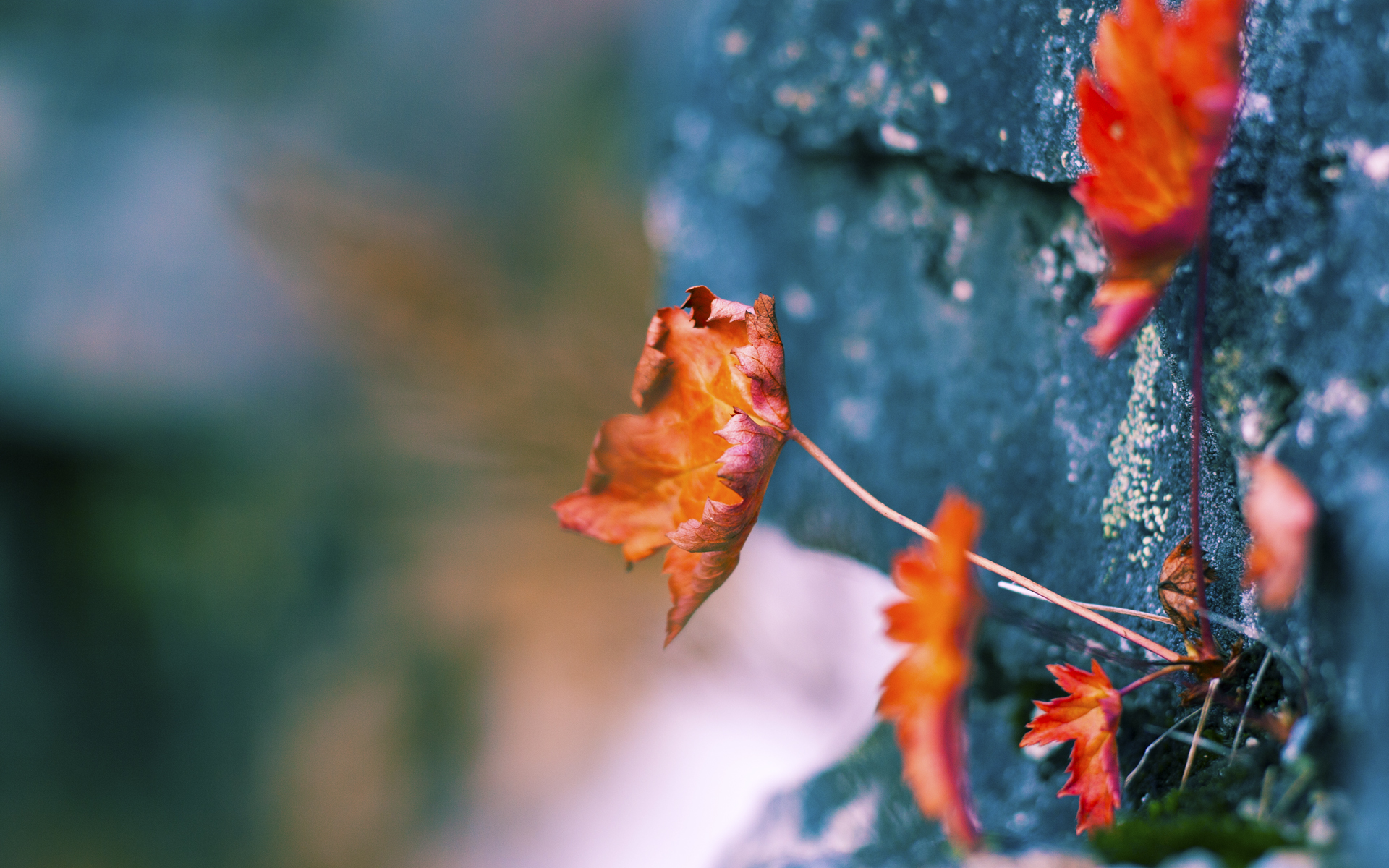 星空体育正版APP下载-奥格斯堡主场1-0战胜沃尔夫斯堡,保级关键三分,奥格斯堡主客场球衣