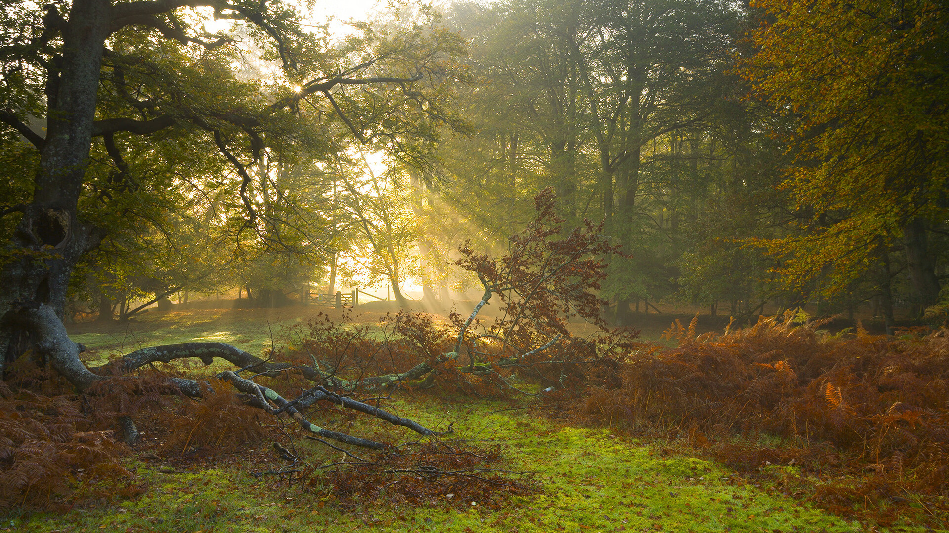 星空娱乐-杜埃勒进球领取法甲胜利,获得关键三分,1958杜勒斯