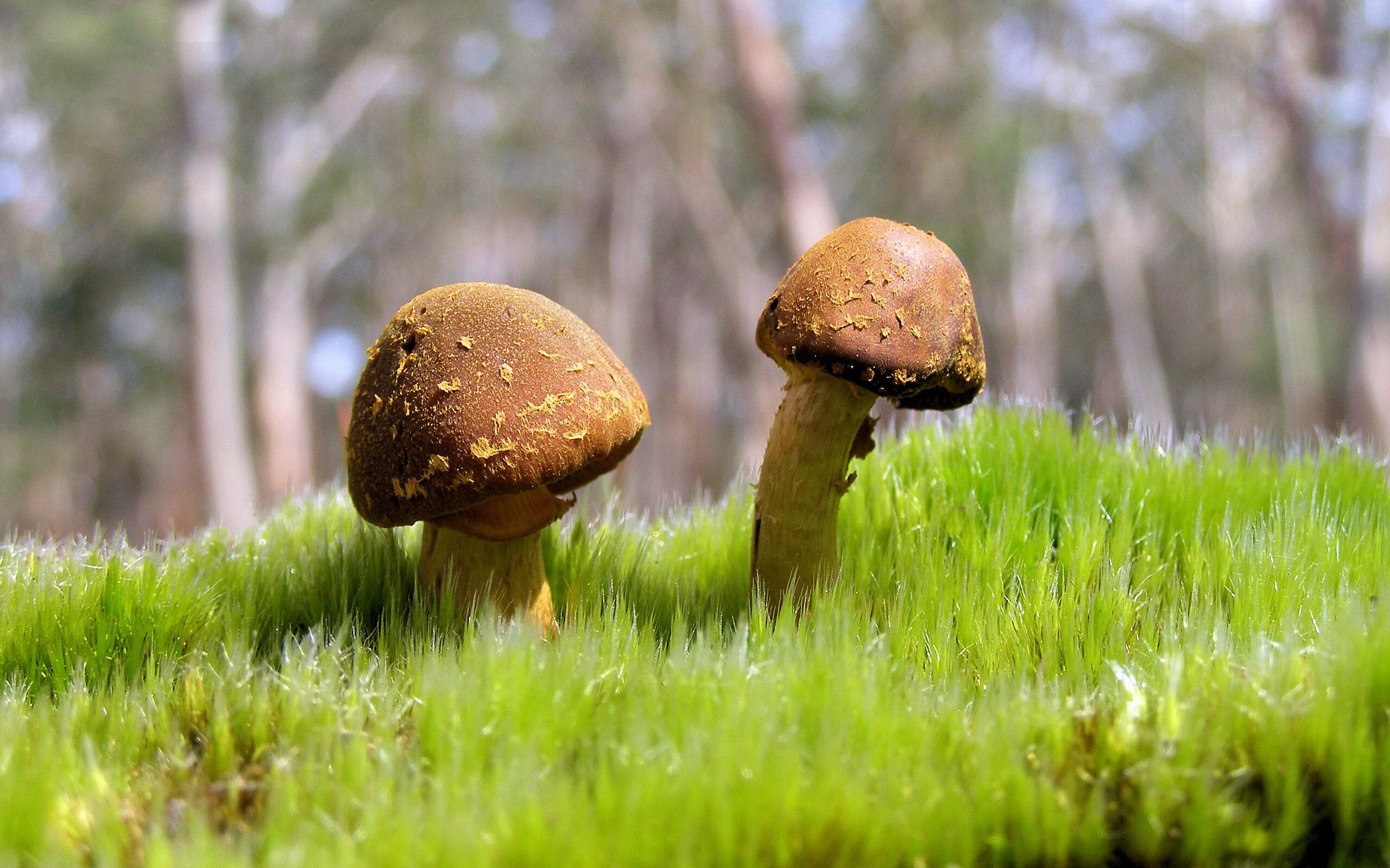 星空体育中国官网-新西兰男篮在奥运预选赛中稳步前进，奋勇拼搏