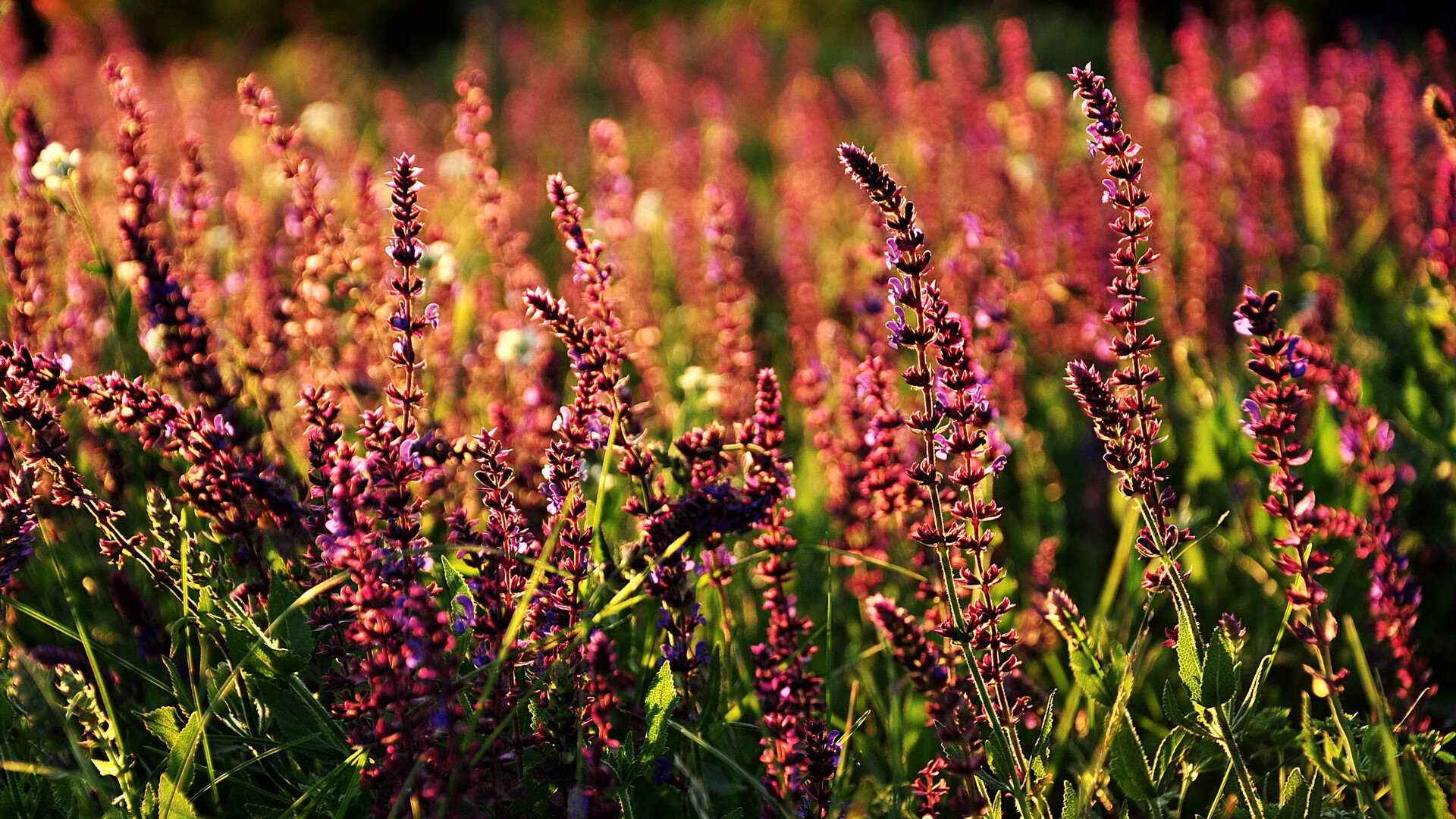 星空体育登录入口-青年赛事吸引大批观众关注体育后备力量引发热议，体育界青年